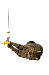 Portrait of brown-eyed cat isolated on white background