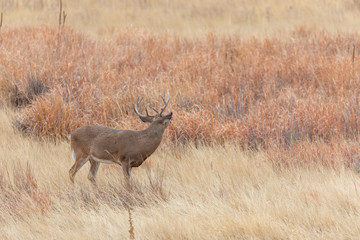 Whitetail Deer Buck in Autumn in Colorado