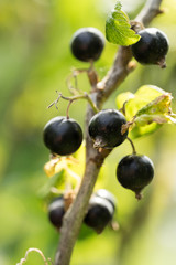 Back currant berries on a branch