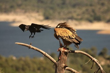 The Griffon vulture (Gyps fulvus) with a Common raven (Corvus corax) with a death rabbit.