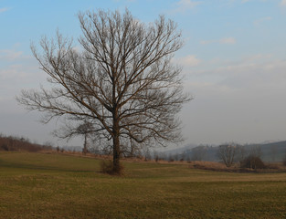 tree in the field