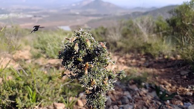 A Monkey beetle hovers around a wild flowering plant in slow motion