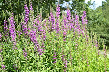 Fototapeta premium Closeup lythrum salicaria called as purple loosestrife with tall pink ears in summer garden