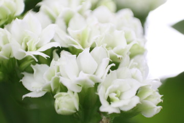 bouquet of white flowers