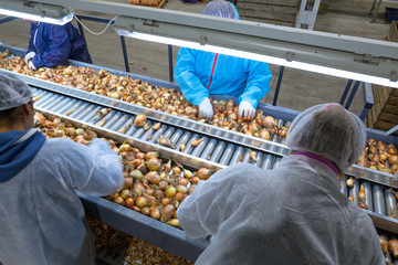 The employees(unrecognizable person) who sort the onions bulbs on the conveyor sorting line....