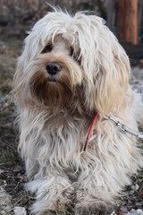 Portrait of the funny hairy dog