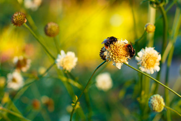 Close up of two bumble bees on the blooming flower at the sunlit summer garden