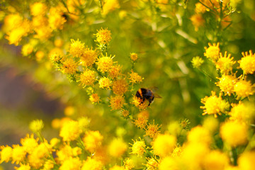 Close up of bumble bee on the blooming small yellow flower at the sunlit summer garden