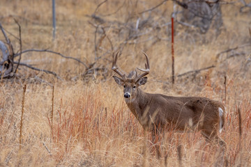 Whitetail Deer Buck in Autumn in Colorado
