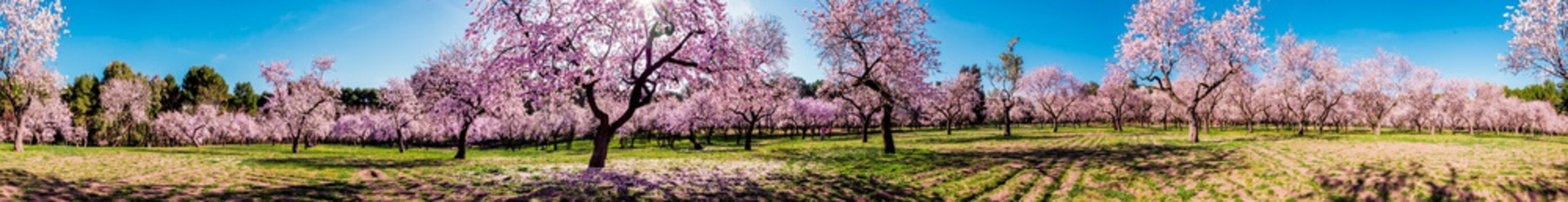 Pink alleys of blooming with flowers almond trees in a park in Madrid, Spain spring