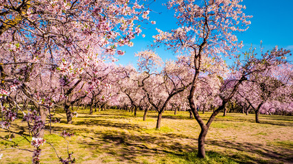 Obraz premium Pink alleys of blooming with flowers almond trees in a park in Madrid, Spain spring