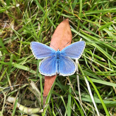 Common blue butterfly, Polyommatus icarus