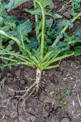 close-up of a healthy rapeseed root