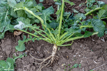 close-up of a healthy rapeseed root