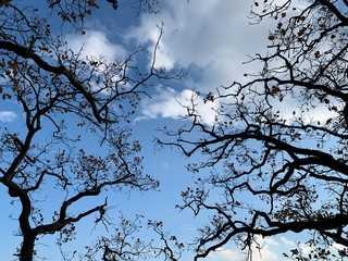 Tree branches on the blue background