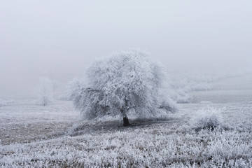 Obraz na płótnie Canvas One tree covered with hoarfrost on a foggy winter field. Winter Landscape, natural.