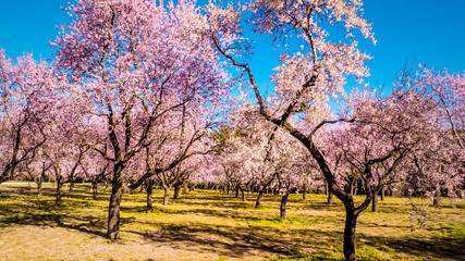 Fototapeta na wymiar Pink alleys of blooming with flowers almond trees in a park in Madrid, Spain spring