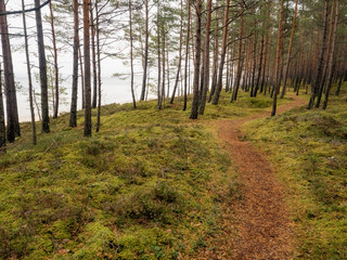 Walking path in a pine forest, Jurmala region of Latvia. Nobody.