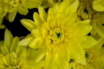 Pretty yellow chrisantemum in a flowershop, close-up, blooming bouquet for 8 march, mother's day, women's day, valentine's day