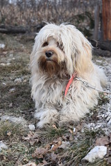 Portrait of the funny hairy dog