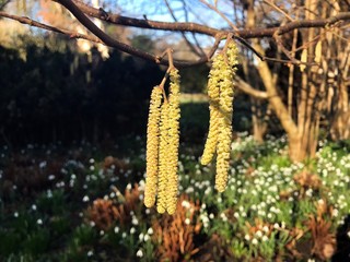 Tree branches with long catkins of Alnus Serrulata, the Hazel alder or Smooth alder. It is a flowering plant in the family Betulaceae.