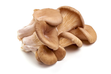 Oyster mushrooms - Pleurotus ostreatus, isolated on white background