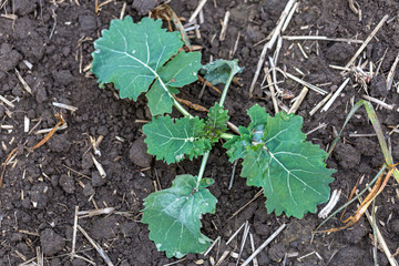 sprouts of winter rapeseed in spring