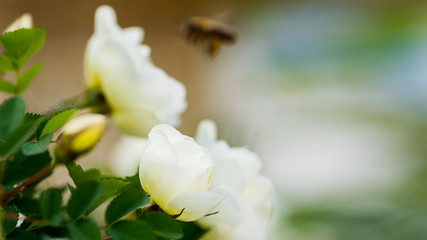 white roses on a bush in the background a bee in blur