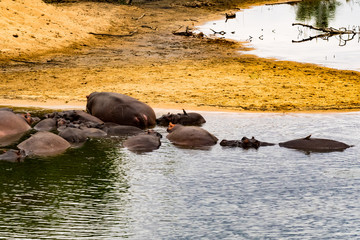 Fototapeta premium Afrika