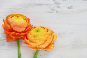 Yellow persian buttercup flowers (ranunculus) on wooden background