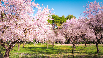 Pink alleys of blooming with flowers almond trees in a park in Madrid, Spain spring