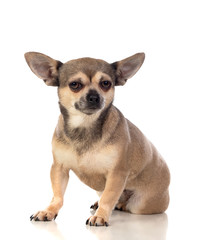 Funny brown Chihuahua with big ears