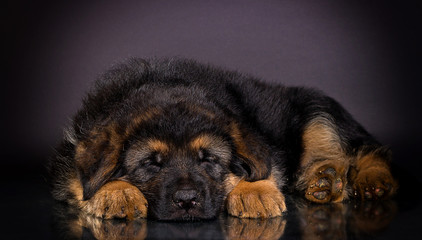 puppy on a dark background, breed German shepherd