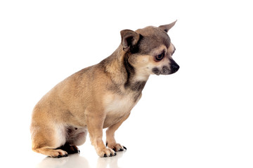 Funny brown Chihuahua with big ears