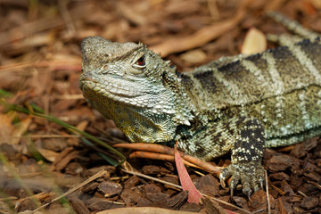 Australian water dragon - Intellagama lesueurii or Physignathus lesueurii, eastern water dragon (ss. lesueurii ) and Gippsland water dragon (ss. howittii ) subspecies, arboreal agamid native to Austra