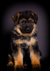 Fototapeta na wymiar puppy on a dark background, breed German shepherd