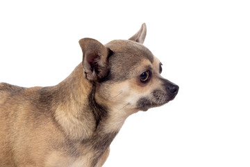 Funny brown Chihuahua with big ears