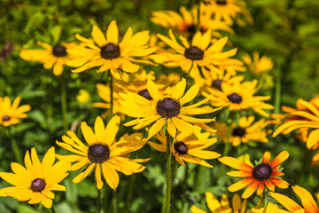 Black eyed susan - rudbeckia flowers