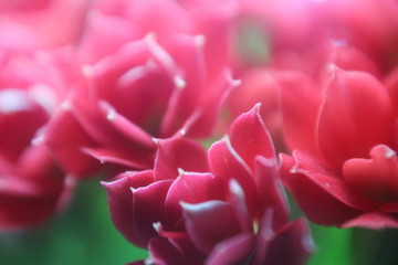 closeup of red flower