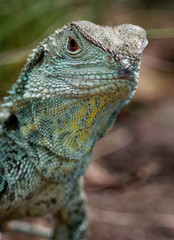 Australian water dragon - Intellagama lesueurii or Physignathus lesueurii, eastern water dragon (ss. lesueurii ) and Gippsland water dragon (ss. howittii ) subspecies, arboreal agamid native to Austra