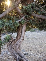roots of an old tree