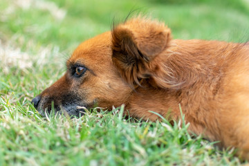 Dog resting in Grass
