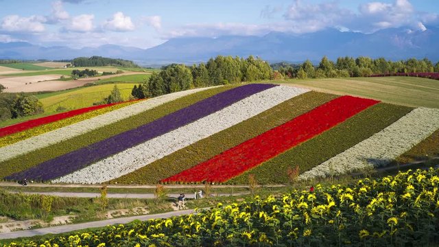 4K time lapse of Shikisai no Oka flower garden in Biei town, Hokkaido
