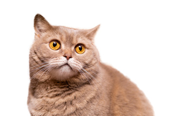 portrait of scottish straight cat on white background