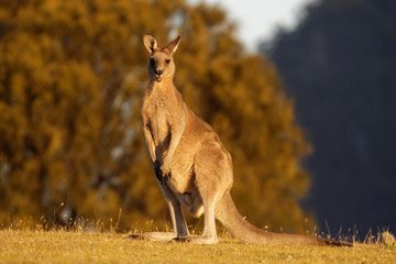 Macropus giganteus - Oostelijke grijze kangoeroe buideldier gevonden in oostelijk derde deel van Australië, met een populatie van enkele miljoenen. Het is ook bekend als de grote grijze kangoeroe en de boswachter kangoeroe