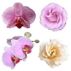 Set of orchids and roses isolated on a white background