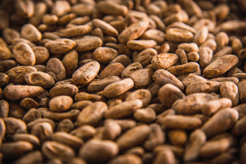 Detail of Natural Chocolate Roasted Cocoa on Roatan Island. Honduras