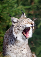 Bobcat close up, yawning