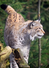 Bobcat close up