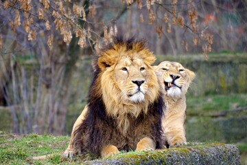 Lion and Lioness, mature couple